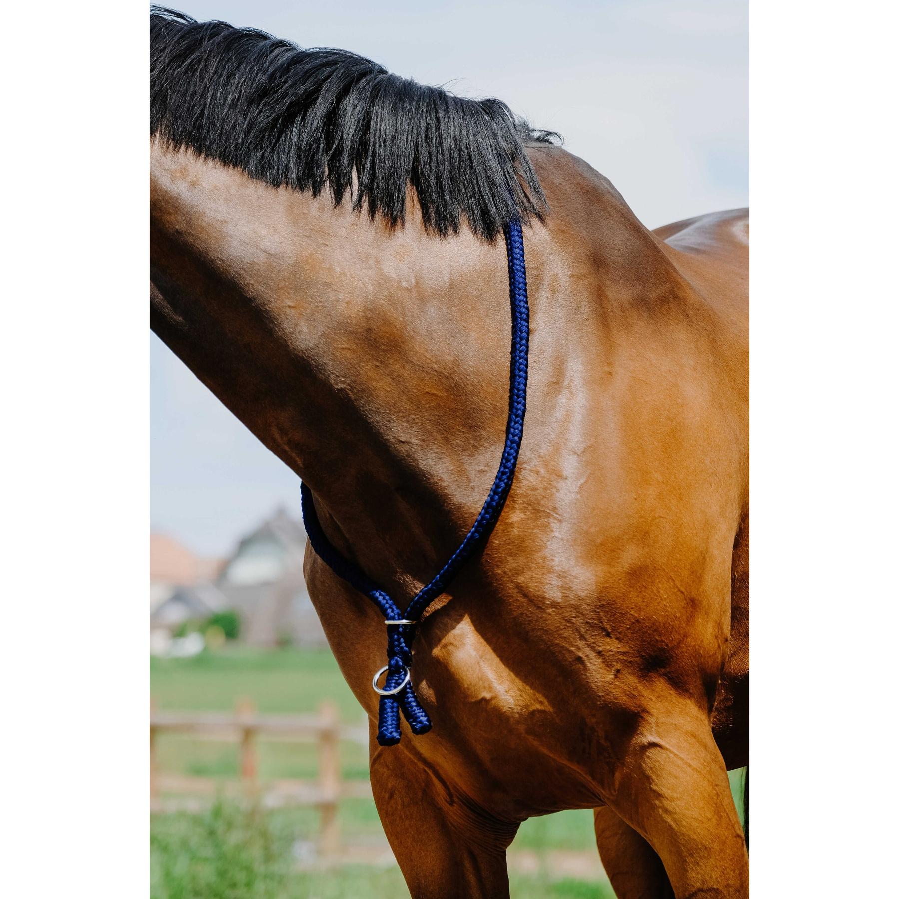 product/n/o/norton_520990006_bleu-roi_2.jpg