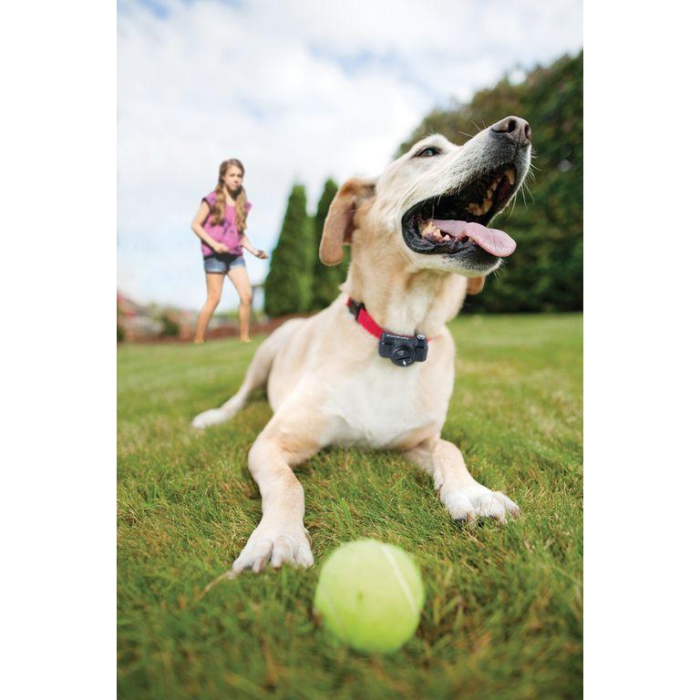 product/p/e/petsafe_cy0916_4.jpg