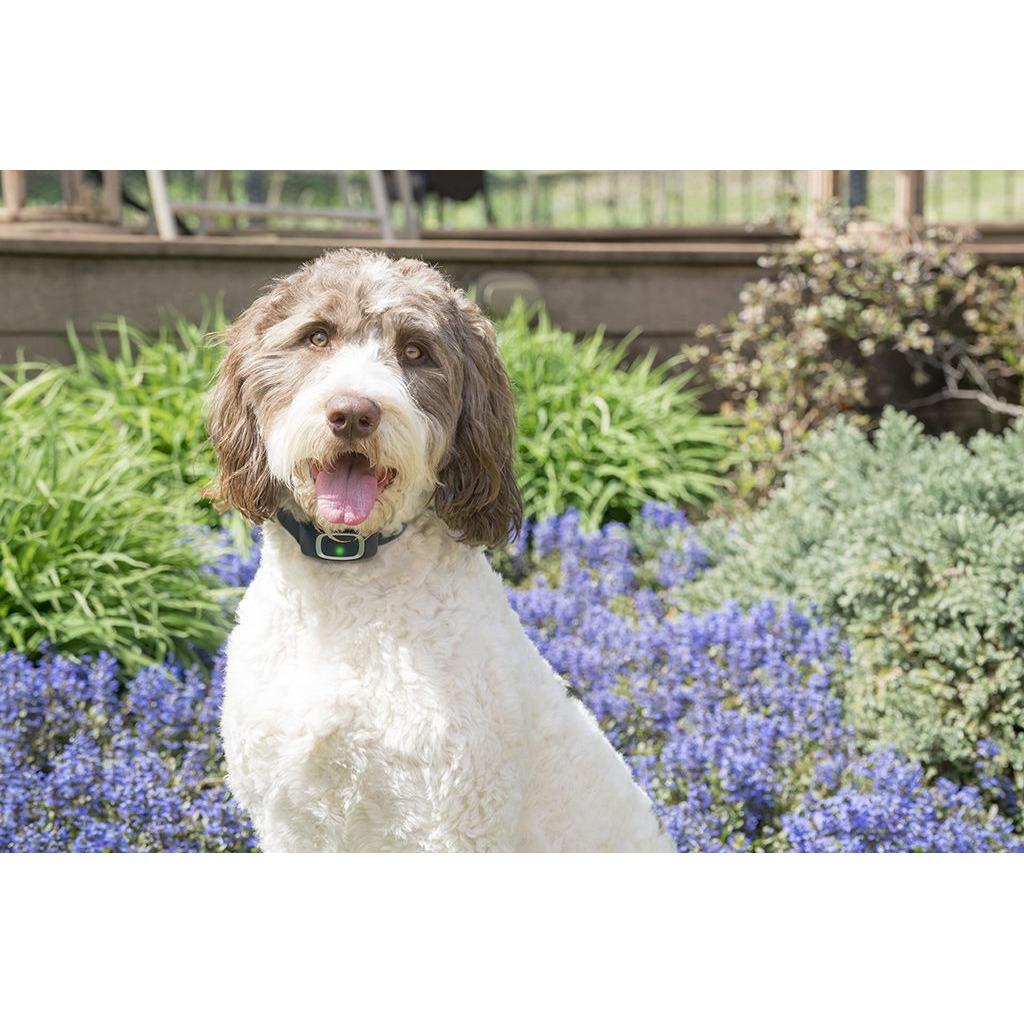 product/p/e/petsafe_cy1310_1.jpg