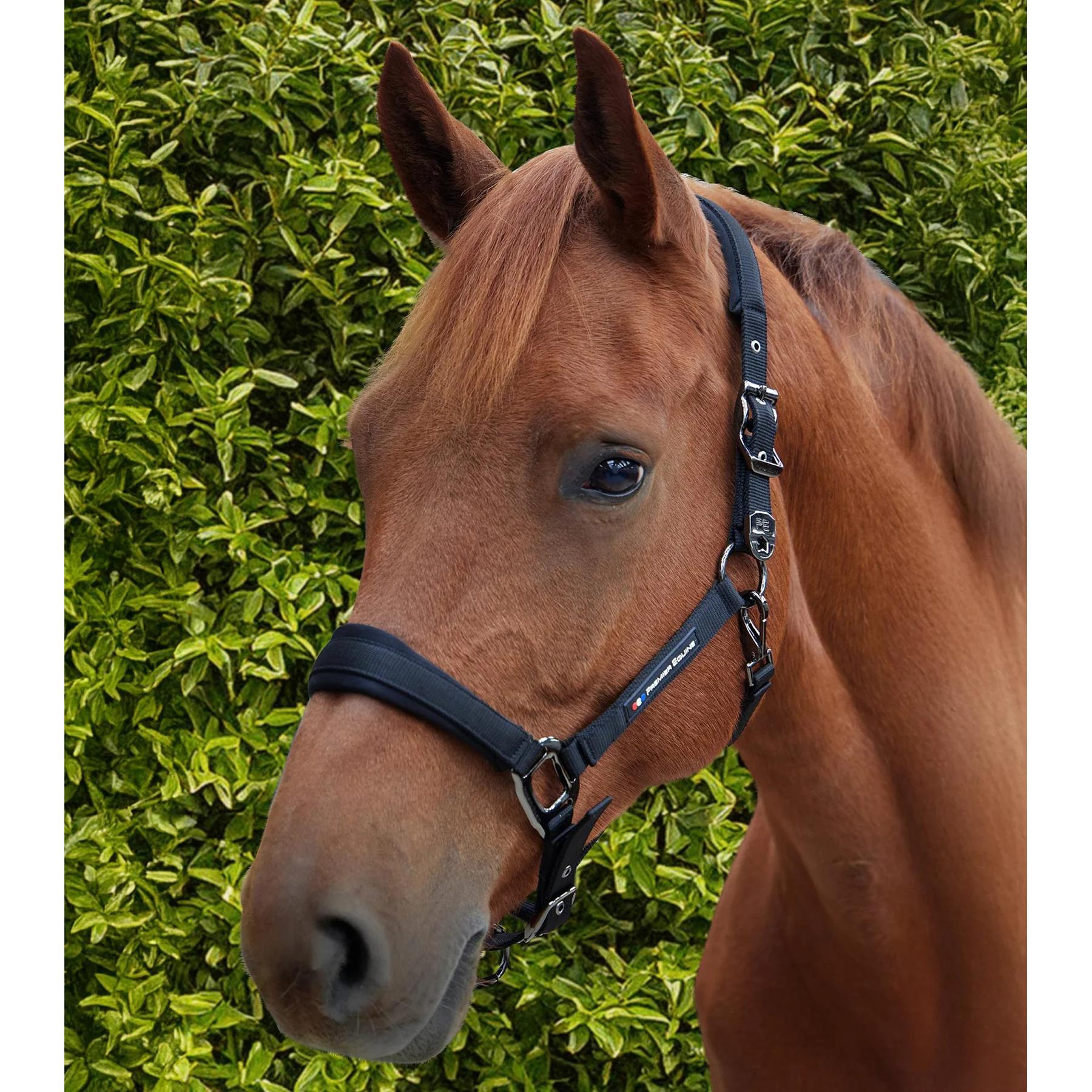 product/p/r/premier-equine_6150cblk_black_6.jpg