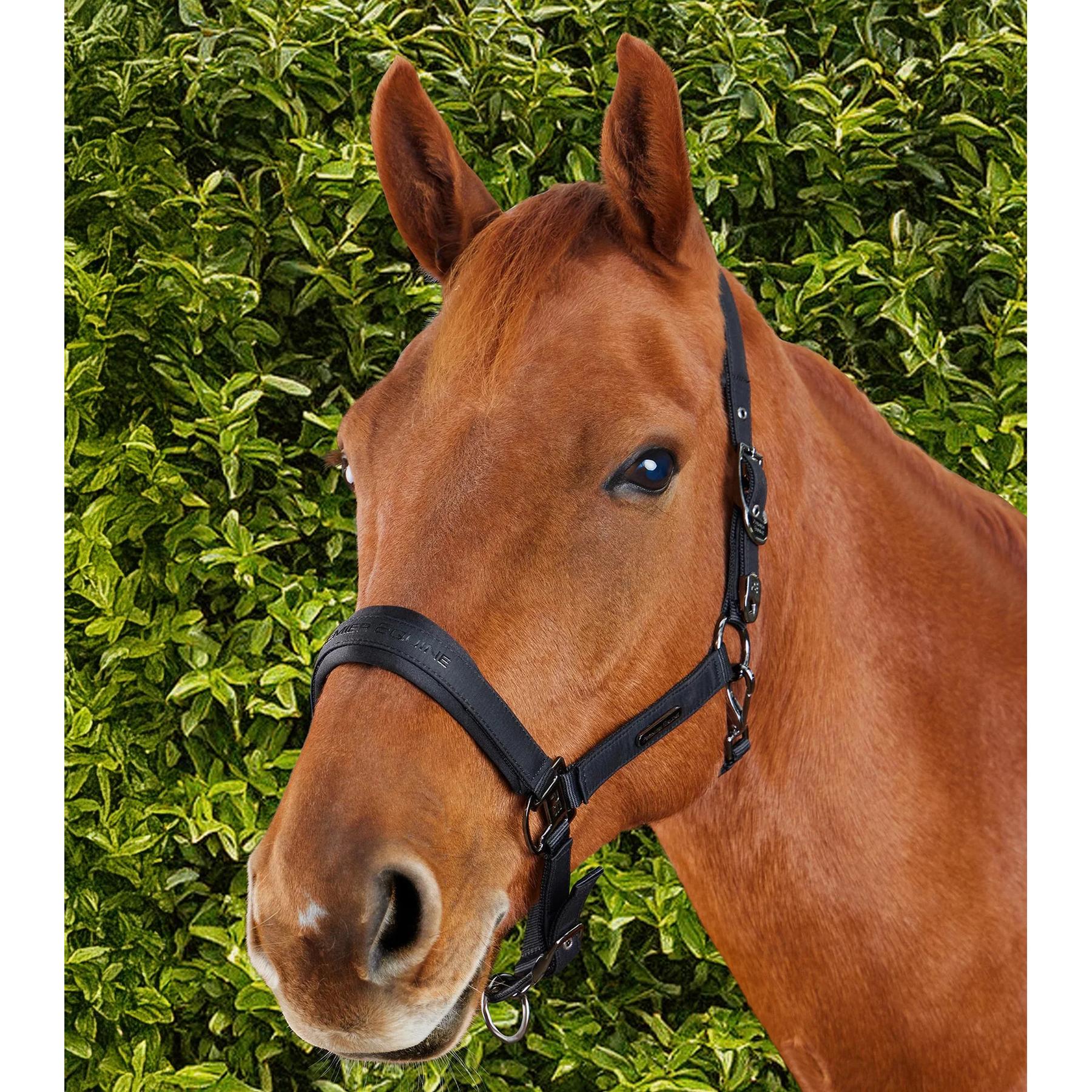 product/p/r/premier-equine_6151cblk_black_6.jpg