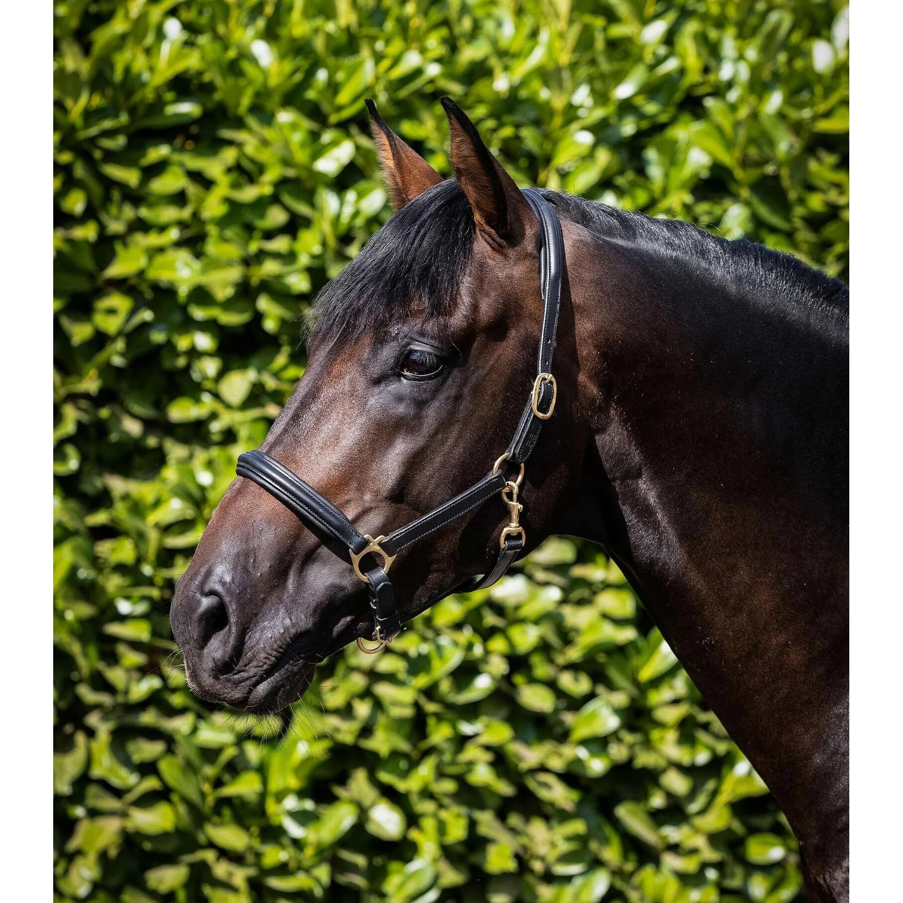 product/p/r/premier-equine_8099-cblk_1.jpg
