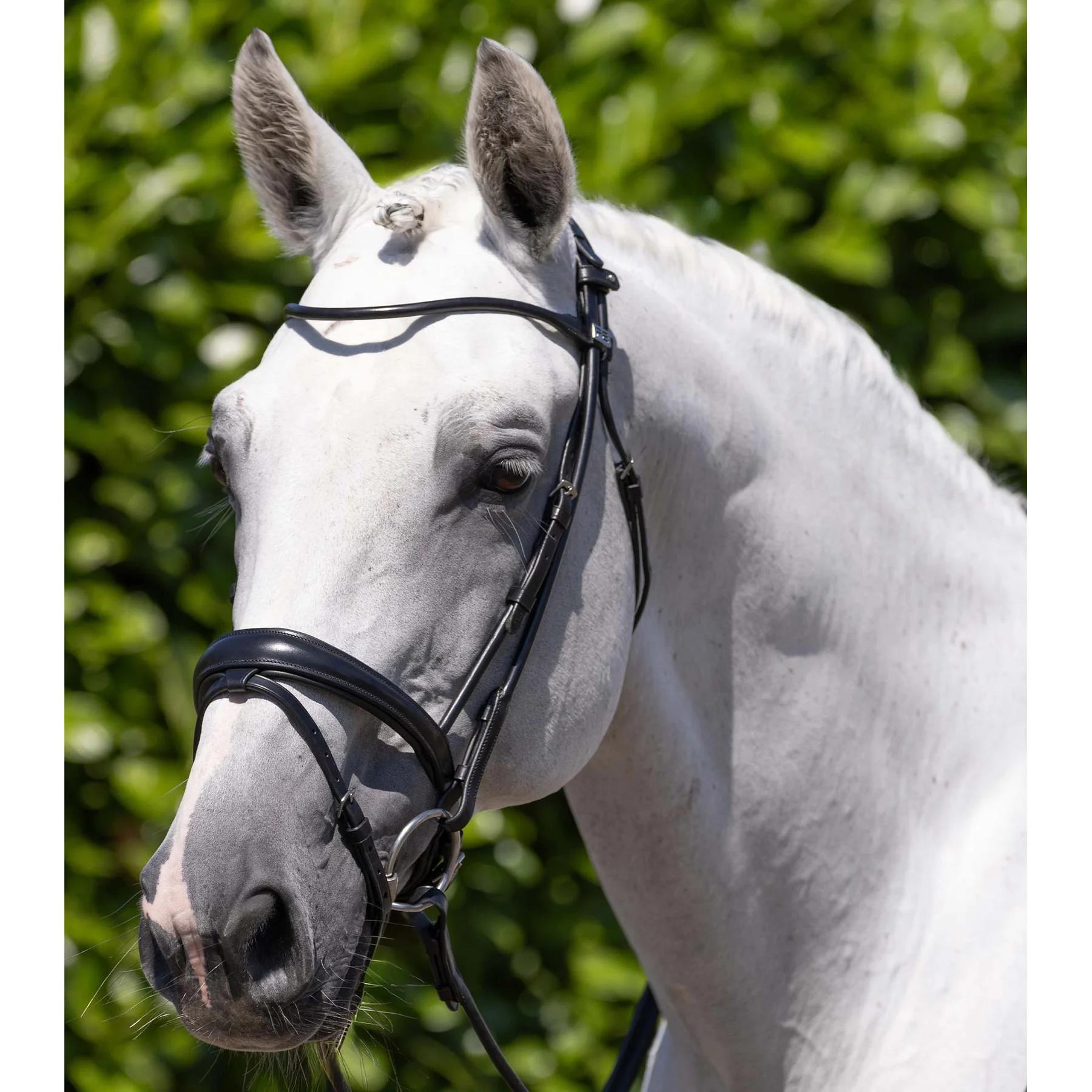product/p/r/premier-equine_8123cblk_black_5.jpg