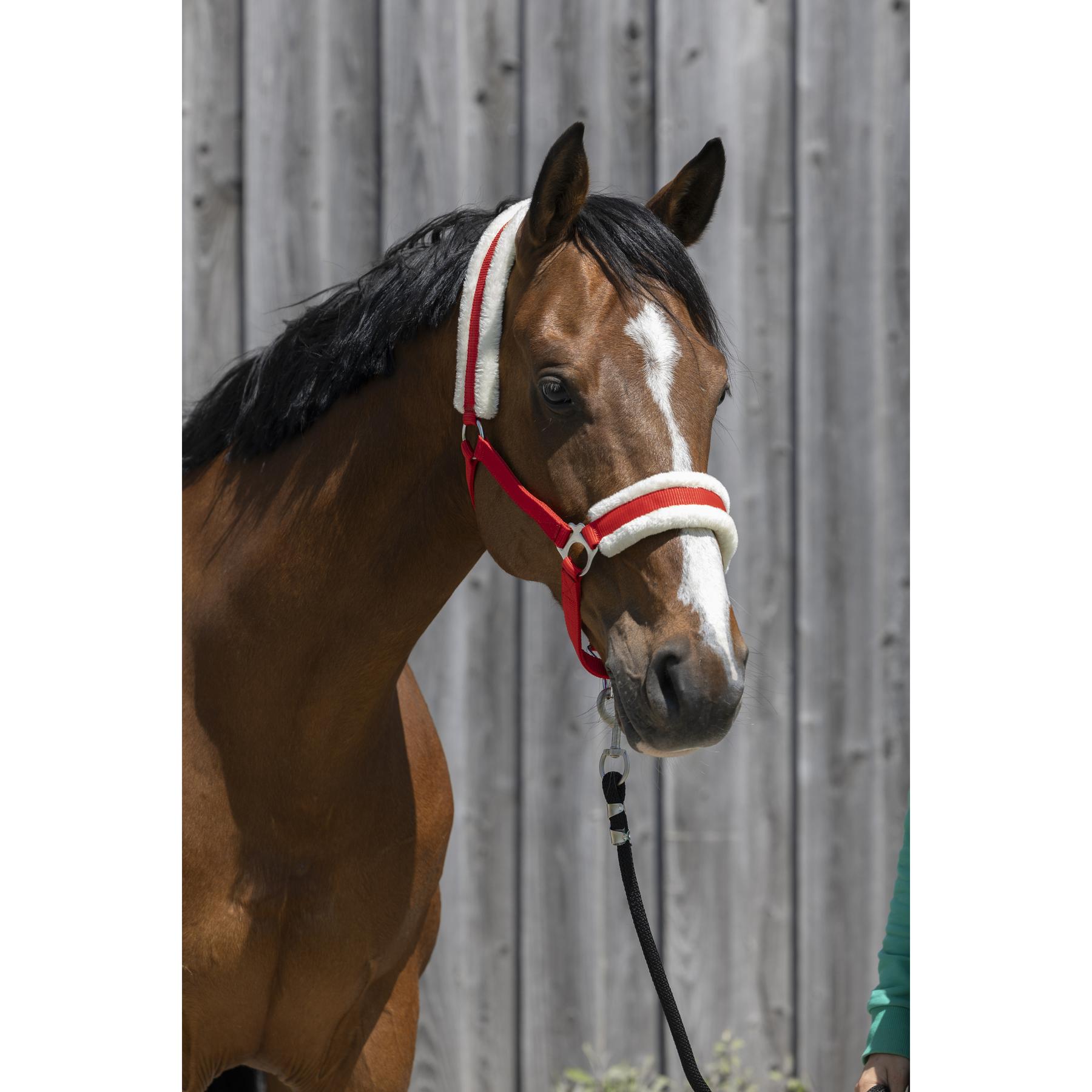 product/r/i/riding-world_510_242_303_ambi.jpg