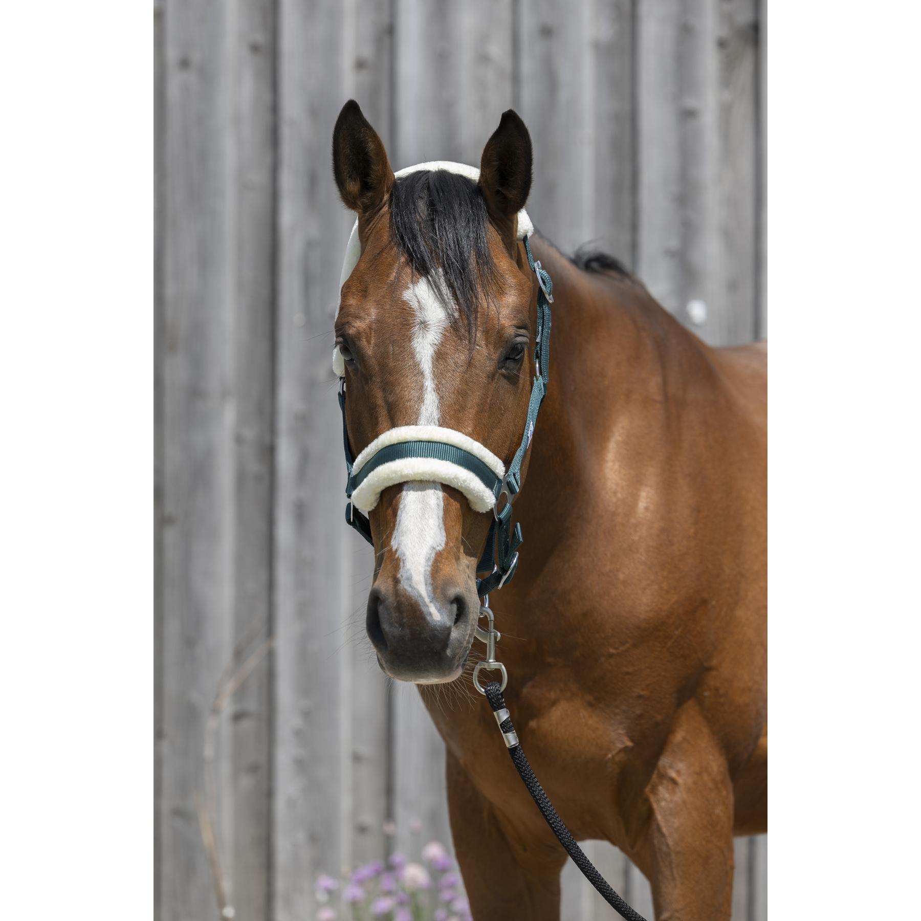product/r/i/riding-world_510_242_309_ambi.jpg