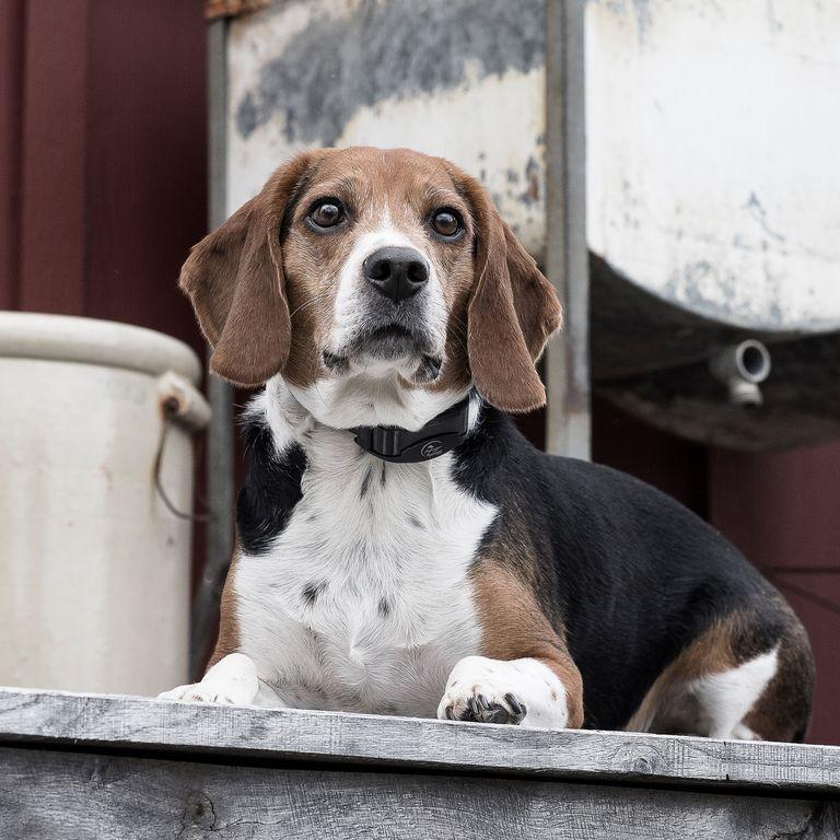 product/s/p/sportdog_cy1066_4.jpg