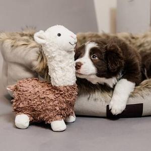 Animaux