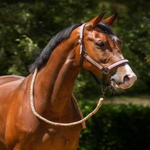 Licols & longes