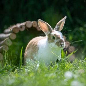Autres animaux 