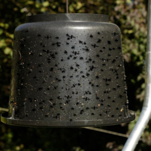 Hôtel à insectes