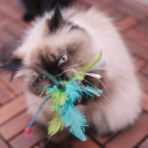 Jouets