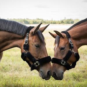 Licols & Longes