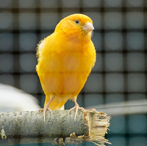 Oiseaux