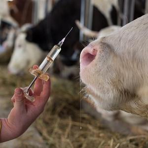 Vaccination 