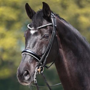 0193071250245-bridon-equitation-anatomique-kavalkade-fleur-braun-lack-braun