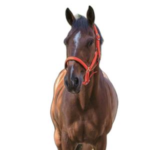 510013222-licol-pour-cheval-norton-fluo-orange