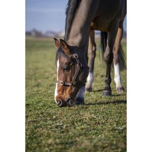 51030718-licol-pour-cheval-norton-club-cuir-havane