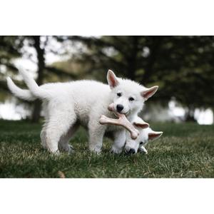 product/b/e/benebone_cy0385_4.jpg