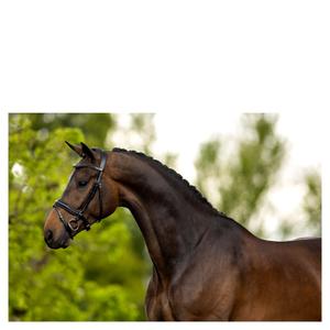 product/b/r/br-equitation_181051b121840_2.jpg