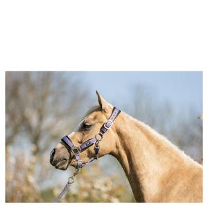 product/b/r/br-equitation_232332-p1198-40_cadet_2.jpg