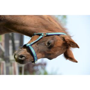 41200-07-licol-pour-poulain-bucas-dublin-atlantic-silver-foal