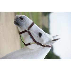 41230-06-licol-pour-pony-cheval-bucas-dublin-brown-brown-poney