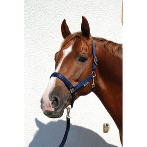 41250-91-licol-pour-cheval-bucas-choc-silver