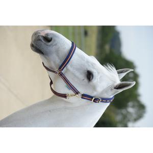 41250-51-licol-pour-cheval-bucas-dublin-navy-orange