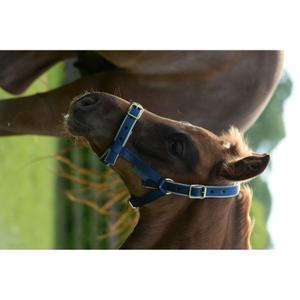 41250-62-licol-pour-cheval-bucas-dublin-navy-silver