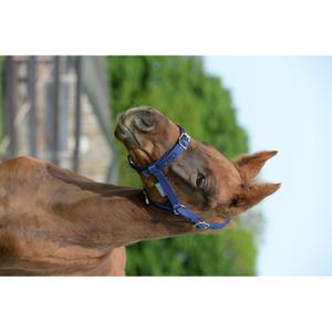 41250-89-licol-pour-cheval-bucas-dublin-navy-navy