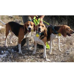 product/c/a/canihunt_c20p06_jaune_3.jpg