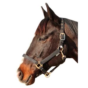 109508-noir-licol-pour-cheval-canter-malibu-noir