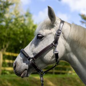 119517-marron-vert-licol-pour-cheval-canter-mylord-marron-vert