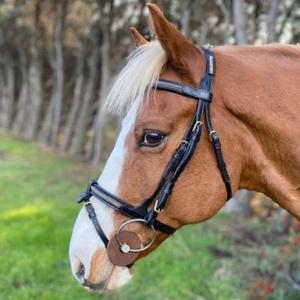 cacb09b-bridons-pour-cheval-muserolle-combinee-avec-noseband-amovible-cavaletti-goldy-black-cob