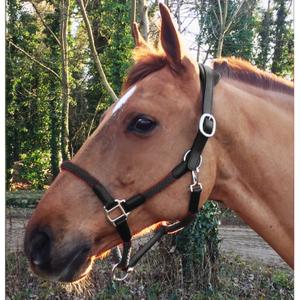 cal03bb-licol-cuir-et-corde-pour-cheval-cavaletti-tara-noir-full