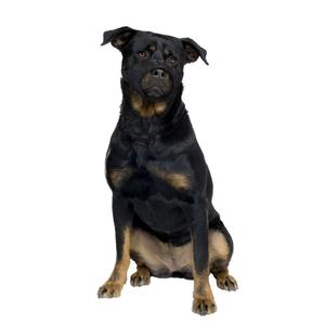 4705135-museliere-pour-chien-en-nylon-museau-plat-duvoplus-noir-51x71-cm