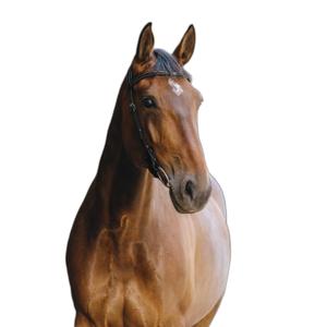 301804302-bridon-equitation-anatomique-norton-freedom-noir-cheval