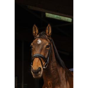 301897302-bridon-equitation-anatomique-norton-pro-dark-noir-cheval