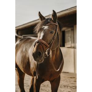 301907218-bridon-equitation-eric-thomas-visby-havane