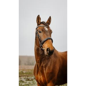 301914202-bridon-equitation-norton-club-diva-noir