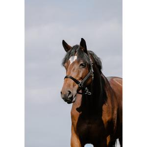 510258202-licol-pour-cheval-cuir-riding-world-cushion-noir