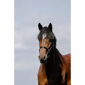 510258207-licol-pour-cheval-cuir-riding-world-cushion-marine