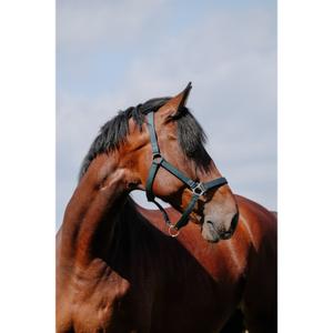 510258109-licol-pour-cheval-cuir-riding-world-cushion-vert-fonce