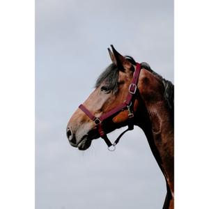 510258133-licol-pour-cheval-cuir-riding-world-cushion-bordeaux