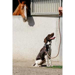 product/e/q/equitheme_409055225_noir-orange_2.jpg