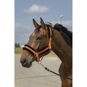 510253222-licol-pour-cheval-en-nylon-mouton-equitheme-orange-noir