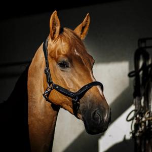 li-an-no-licol-pour-cheval-hekktor-anubis-noir