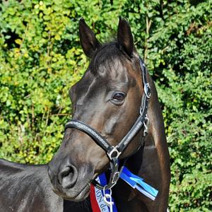 li-ho-no-licol-pour-cheval-hekktor-horus-noir