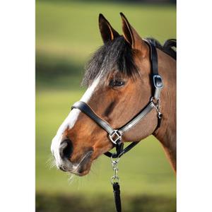 hfi1631bkco-licol-en-cuir-pour-cheval-hfi-two-tone-black-cognac