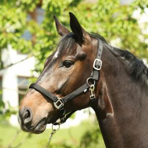 41012001-licol-pour-cheval-horseguard-lea-black